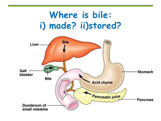 Where is bile produced