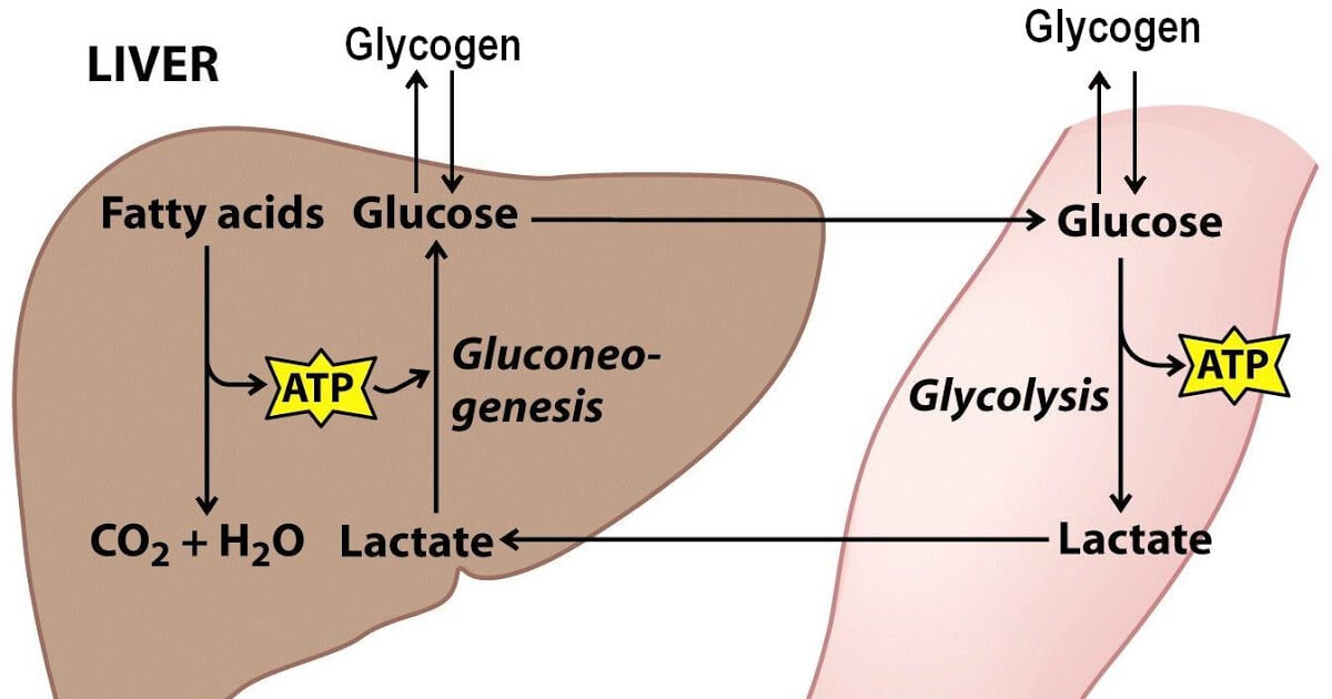 Where is glycogen stored in the body