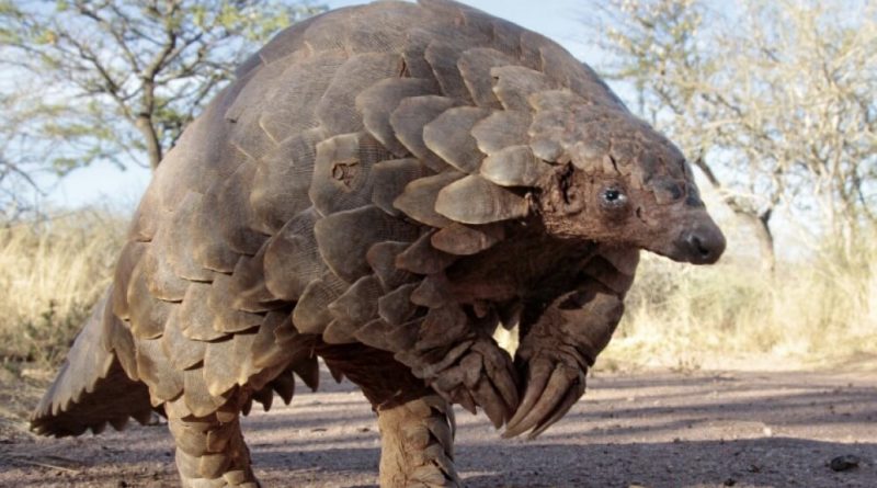 What and Where is Pangolins