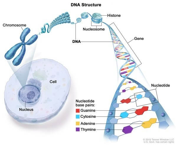 Where is DNA found in a human cell