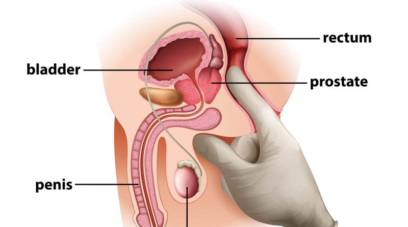Where is the prostate gland located in the Body