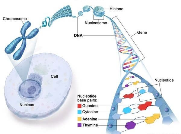Where is DNA found in a human cell