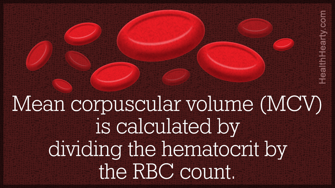 Mean corpuscular Volume. MCV Blood Test. MCV in Blood Test. Red Blood Cell MCV.