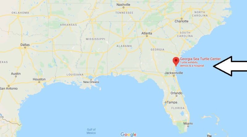 Where is Georgia Sea Turtle Center? How much does it cost to go to Jekyll Island?