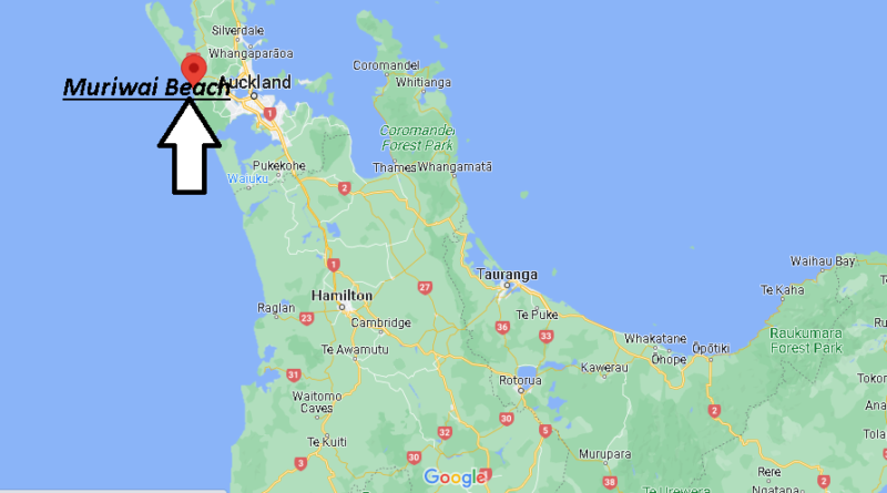 Where is Muriwai Beach New Zealand