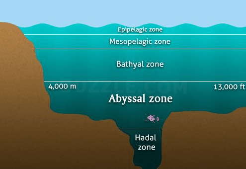 Where is the abyssal zone located